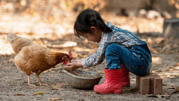 Kid with chicken